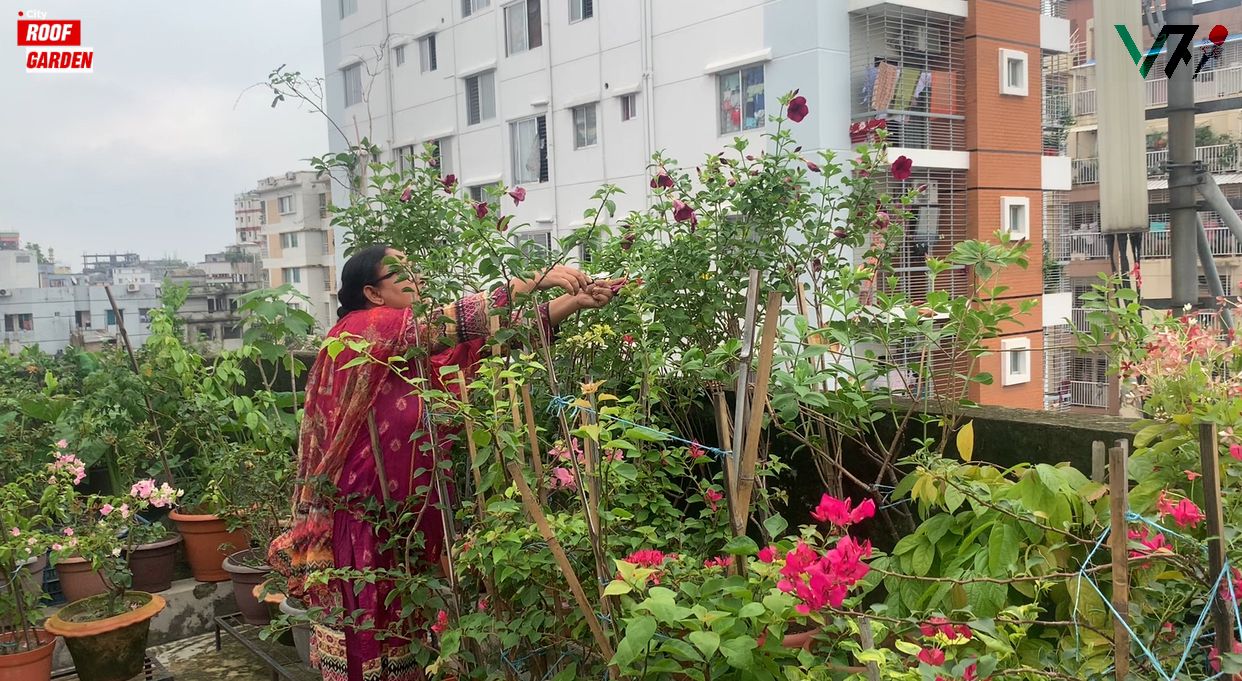 "Despite government efforts to promote greenery, rooftop gardening struggles due to low public awareness and insufficient supervision." Rifat Ara // Voice7 News 
